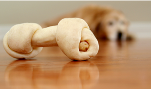 Teaching Dogs to Chew Bones Together – Positive DogTraining in Miami Florida